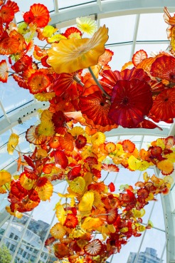 d chihuly 6