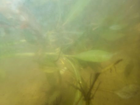 underwater plantlife 2