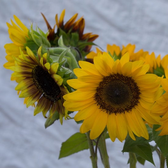 sunflowers-8