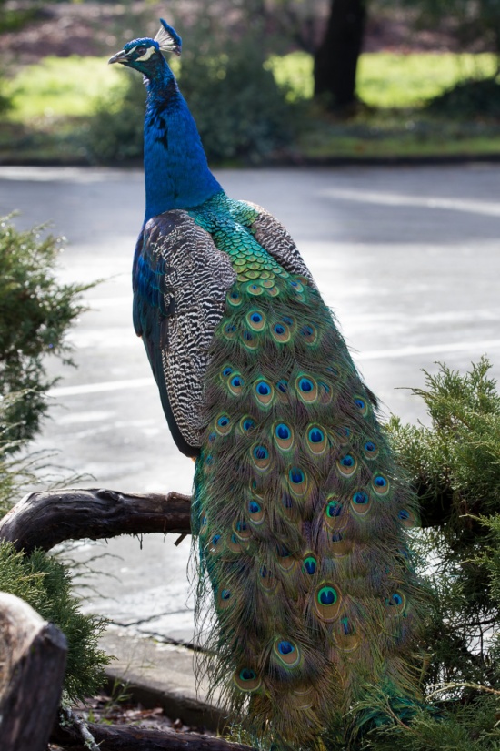 peacock-3