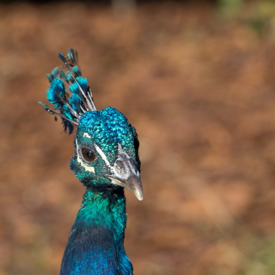 peacock-4